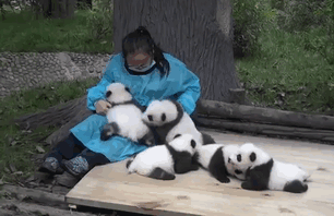 hugger-panda-nanny-best-job-protection-research-center-gif-2 hugger-panda-nanny-best-job-protection-research-center-gif-2