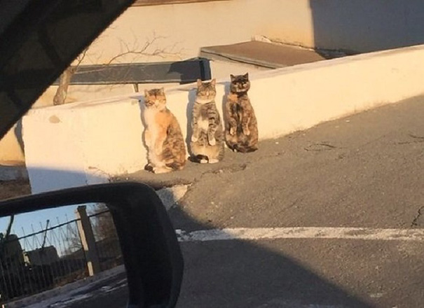 human-cat-standing-on-two-legs-synchronized-reaction-2 human-cat-standing-on-two-legs-synchronized-reaction-2