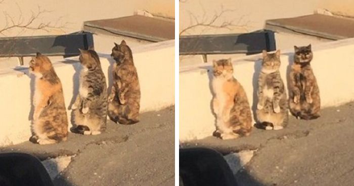 Cats Get Caught Pretending To Be Humans, React Synchronically