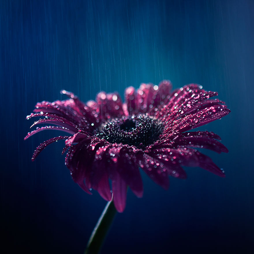 I Create Whimsical Images Using Flowers