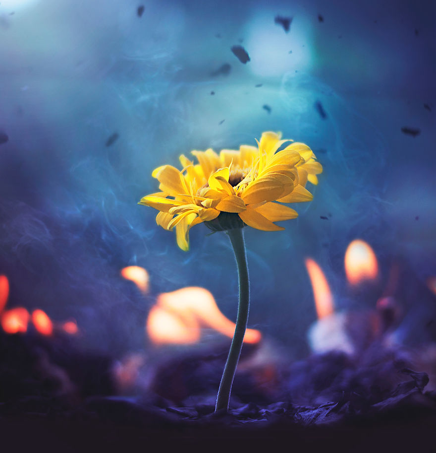 I Create Whimsical Images Using Flowers I Create Whimsical Images Using Flowers