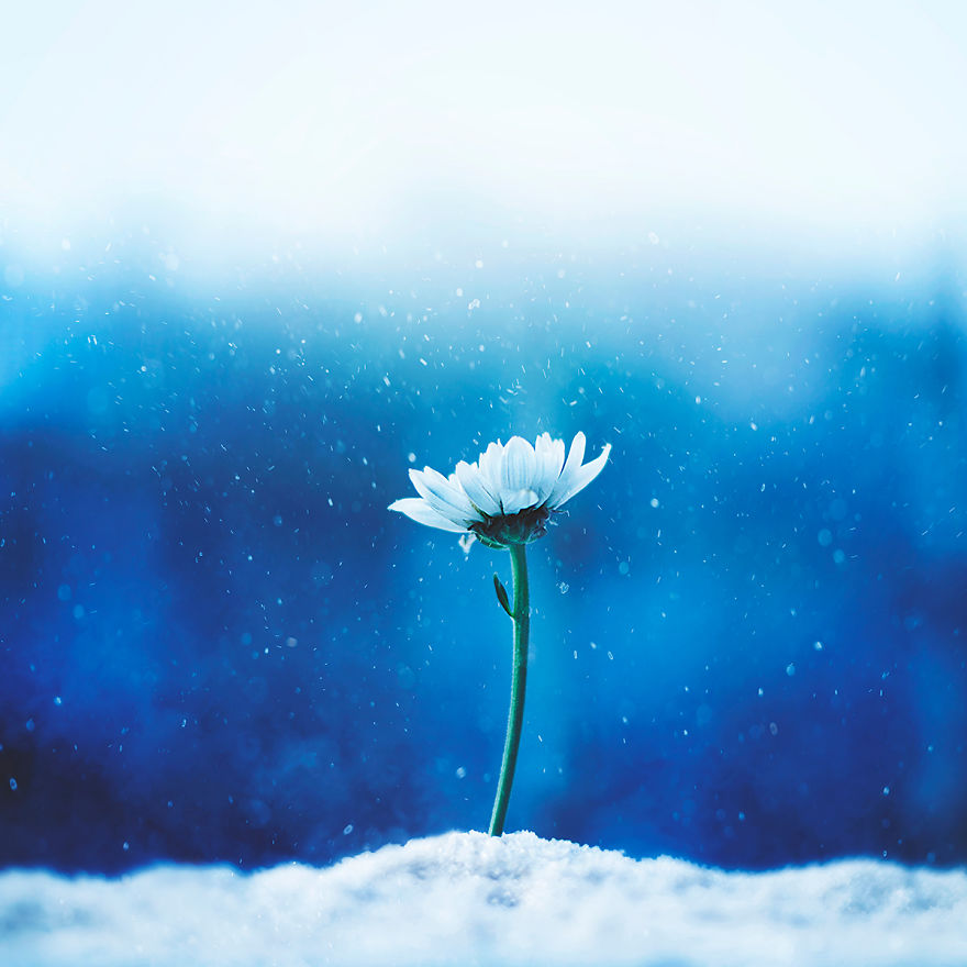 I Create Whimsical Images Using Flowers I Create Whimsical Images Using Flowers