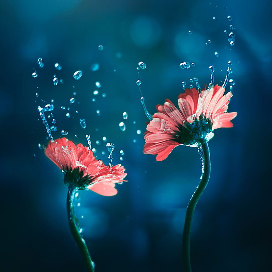 I Create Whimsical Images Using Flowers