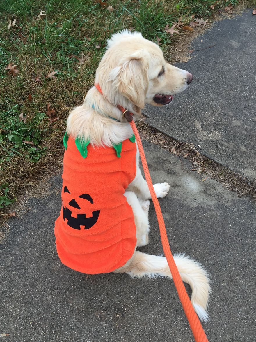 I Found My Guardian Angel While Pumpkin Picking