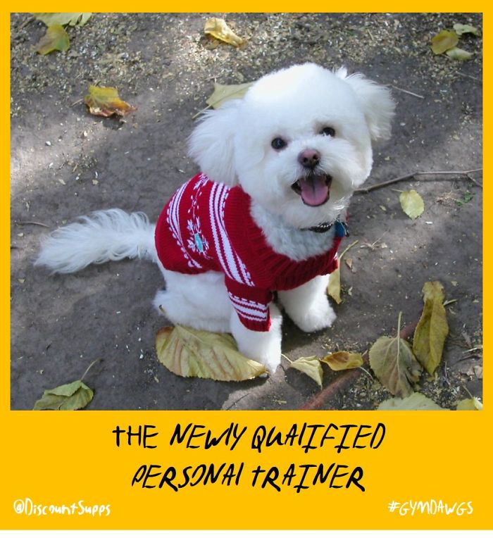 I Got Stick From These Dawgs For Joining The Gym This January I Got Stick From These Dawgs For Joining The Gym This January