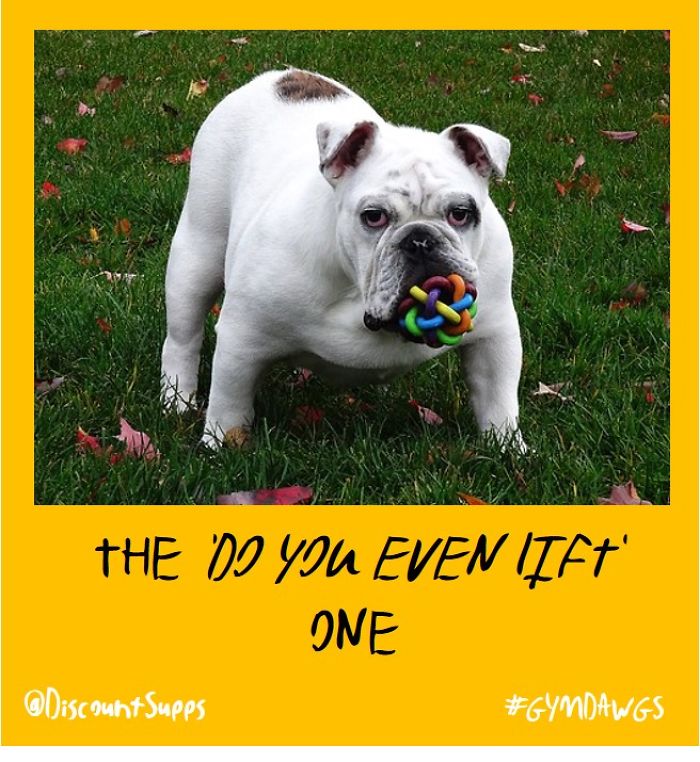 I Got Stick From These Dawgs For Joining The Gym This January I Got Stick From These Dawgs For Joining The Gym This January