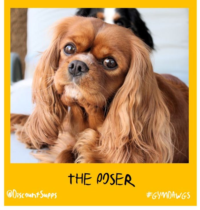 I Got Stick From These Dawgs For Joining The Gym This January I Got Stick From These Dawgs For Joining The Gym This January