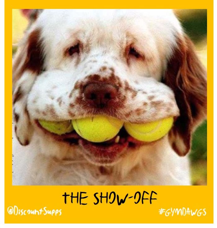 I Got Stick From These Dawgs For Joining The Gym This January