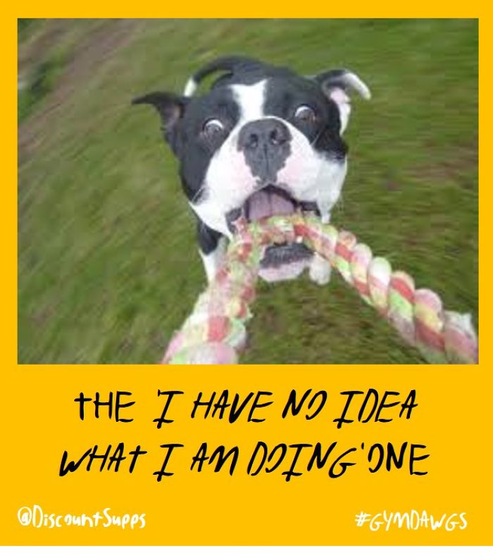 I Got Stick From These Dawgs For Joining The Gym This January I Got Stick From These Dawgs For Joining The Gym This January