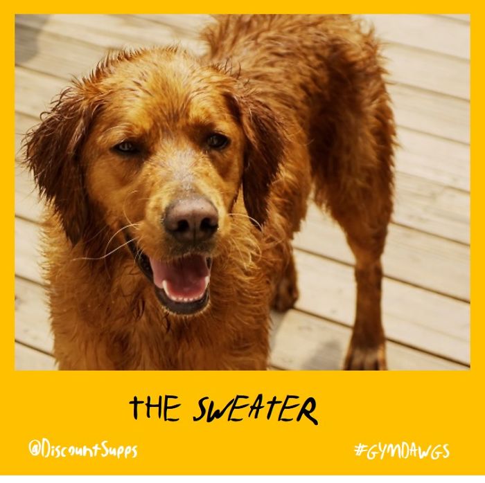 I Got Stick From These Dawgs For Joining The Gym This January I Got Stick From These Dawgs For Joining The Gym This January