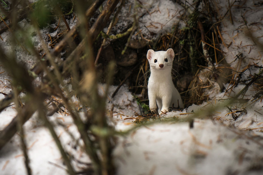 I Photographed A Cute Little Ermine On Our Hike In Northwestern Montana I Photographed A Cute Little Ermine On Our Hike In Northwestern Montana