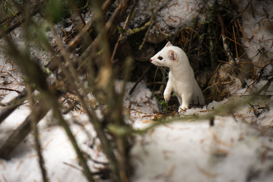 I Photographed A Cute Little Ermine On Our Hike In Northwestern Montana I Photographed A Cute Little Ermine On Our Hike In Northwestern Montana