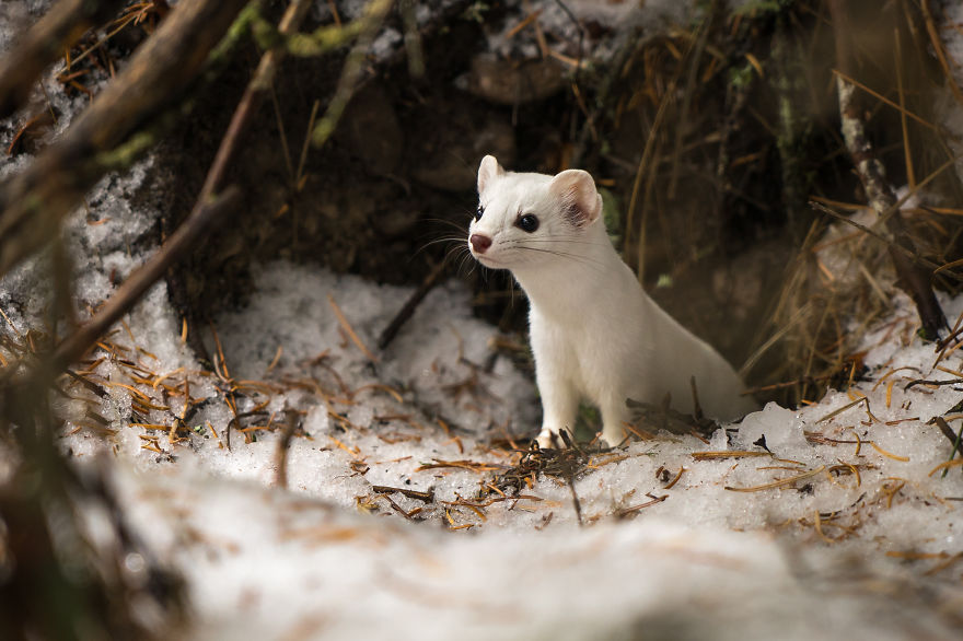 I Photographed A Cute Little Ermine On Our Hike In Northwestern Montana I Photographed A Cute Little Ermine On Our Hike In Northwestern Montana