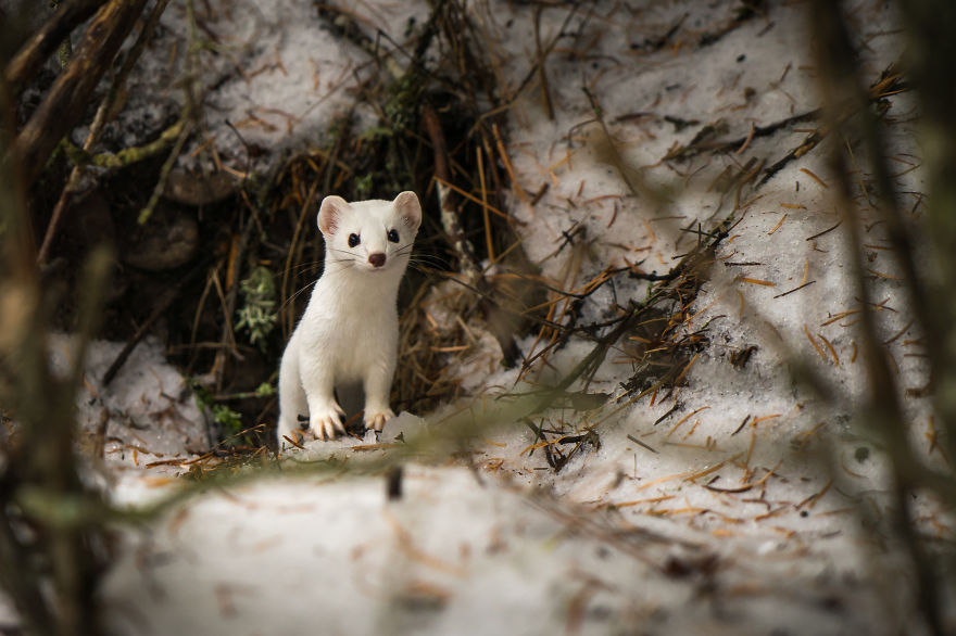 I Photographed A Cute Little Ermine On Our Hike In Northwestern Montana I Photographed A Cute Little Ermine On Our Hike In Northwestern Montana