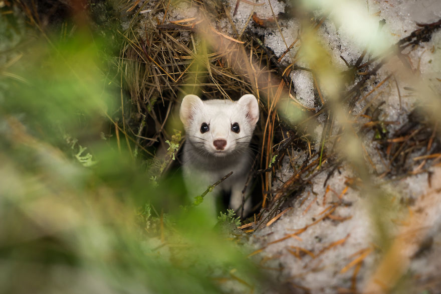 I Photographed A Cute Little Ermine On Our Hike In Northwestern Montana I Photographed A Cute Little Ermine On Our Hike In Northwestern Montana