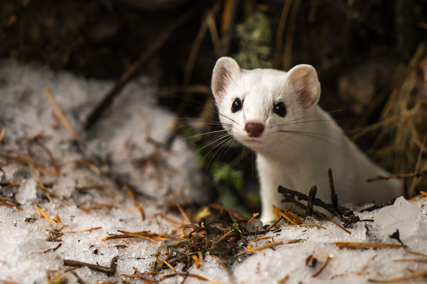I Photographed A Cute Little Ermine On Our Hike In Northwestern Montana I Photographed A Cute Little Ermine On Our Hike In Northwestern Montana