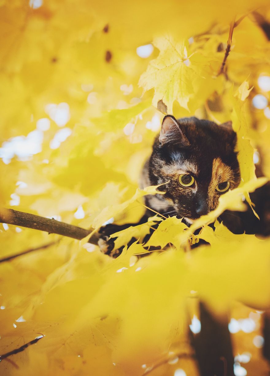 I Photographed My Cat Throughout The Seasons I Photographed My Cat Throughout The Seasons