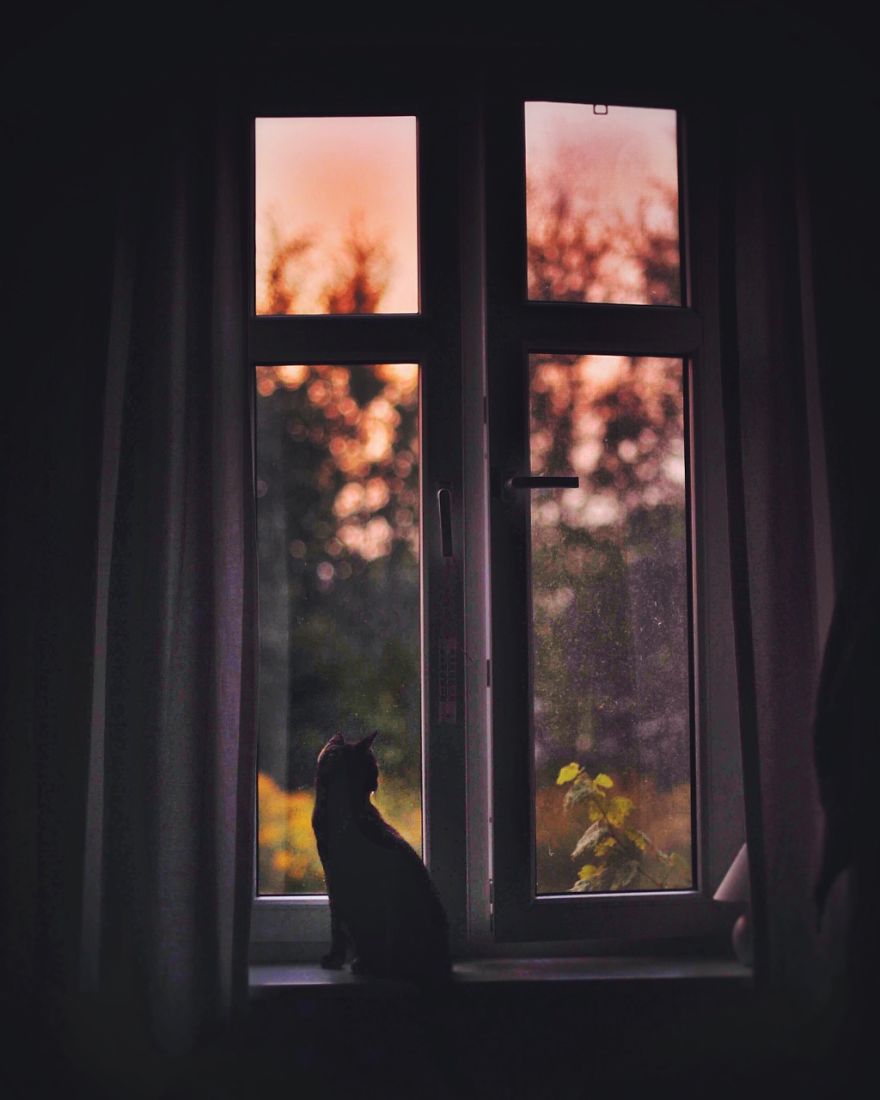 I Photographed My Cat Throughout The Seasons I Photographed My Cat Throughout The Seasons