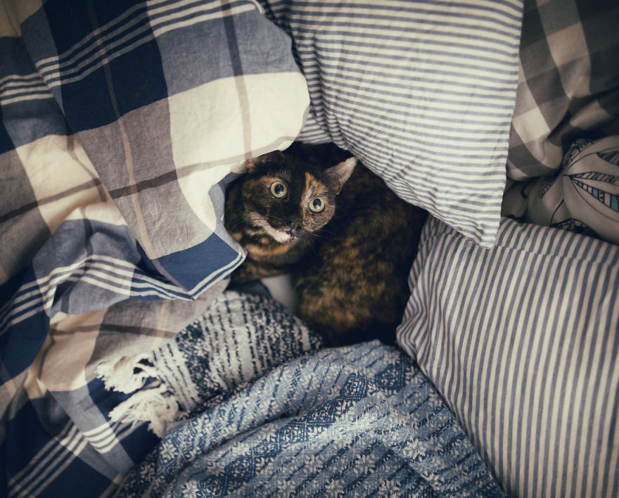 I Photographed My Cat Throughout The Seasons I Photographed My Cat Throughout The Seasons