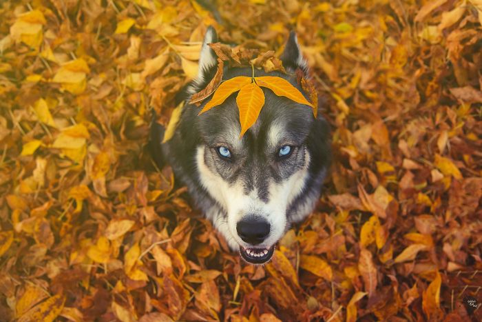 I Rescued A Husky And Later He Saved Me From An Abusive Relationship
