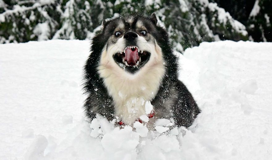 I Rescued A Husky And Later He Saved Me From An Abusive Relationship