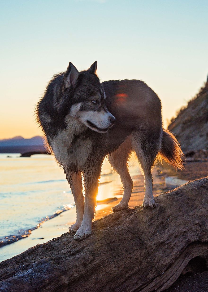 I Rescued A Husky And Later He Saved Me From An Abusive Relationship