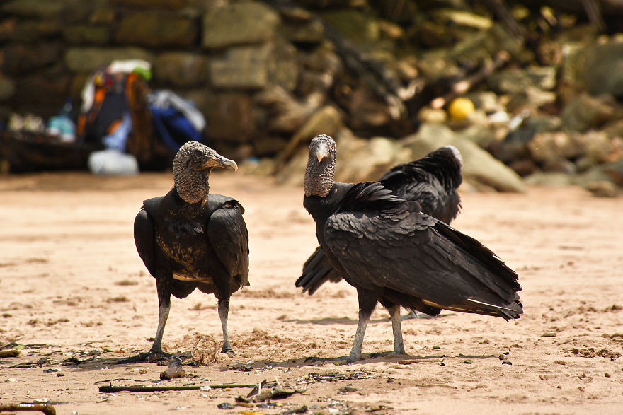 I Stood Next To These Amazing Birds Of Prey And Photographed Them To Tell Their Story I Stood Next To These Amazing Birds Of Prey And Photographed Them To Tell Their Story