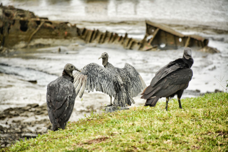 I Stood Next To These Amazing Birds Of Prey And Photographed Them To Tell Their Story I Stood Next To These Amazing Birds Of Prey And Photographed Them To Tell Their Story