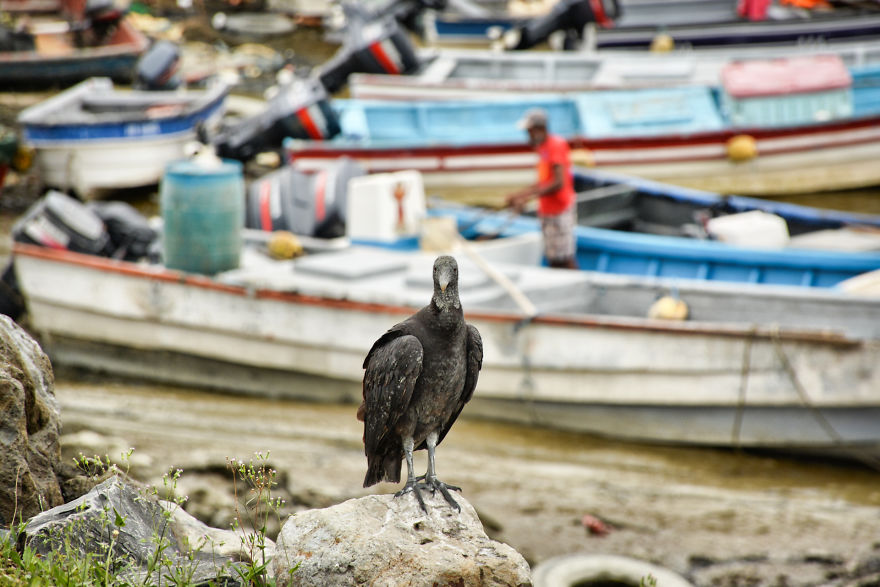 I Stood Next To These Amazing Birds Of Prey And Photographed Them To Tell Their Story I Stood Next To These Amazing Birds Of Prey And Photographed Them To Tell Their Story