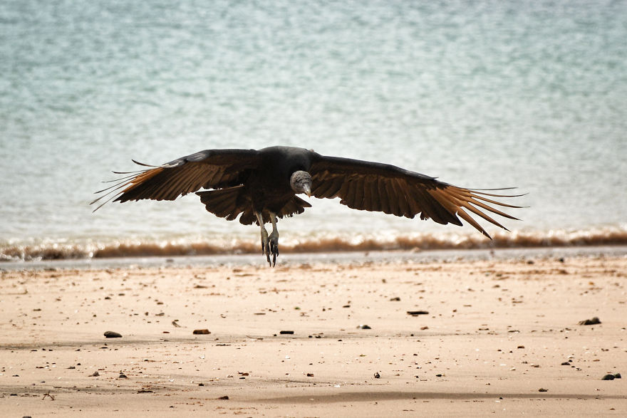 I Stood Next To These Amazing Birds Of Prey And Photographed Them To Tell Their Story I Stood Next To These Amazing Birds Of Prey And Photographed Them To Tell Their Story