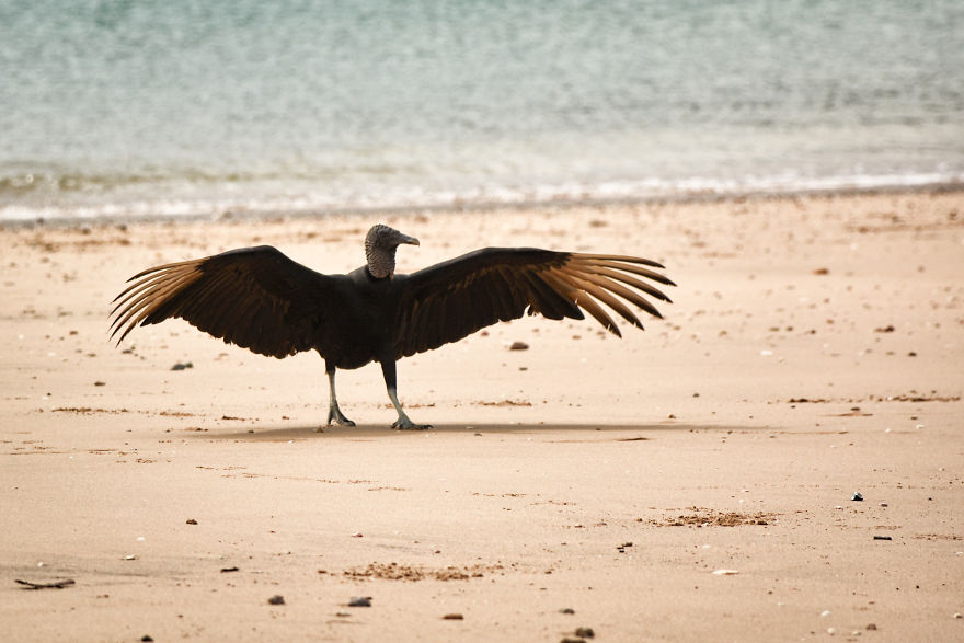I Stood Next To These Amazing Birds Of Prey And Photographed Them To Tell Their Story I Stood Next To These Amazing Birds Of Prey And Photographed Them To Tell Their Story