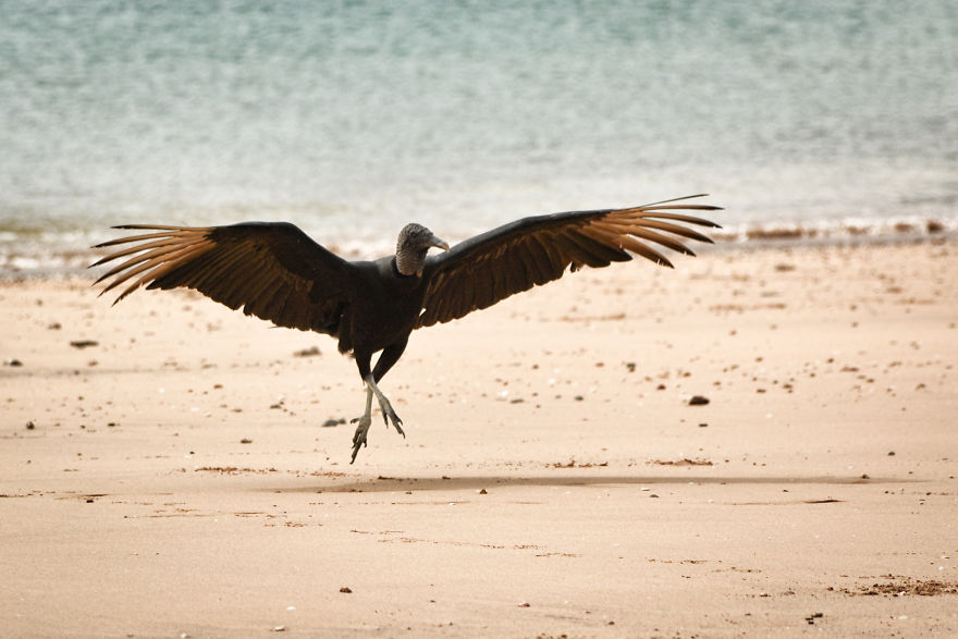 I Stood Next To These Amazing Birds Of Prey And Photographed Them To Tell Their Story I Stood Next To These Amazing Birds Of Prey And Photographed Them To Tell Their Story