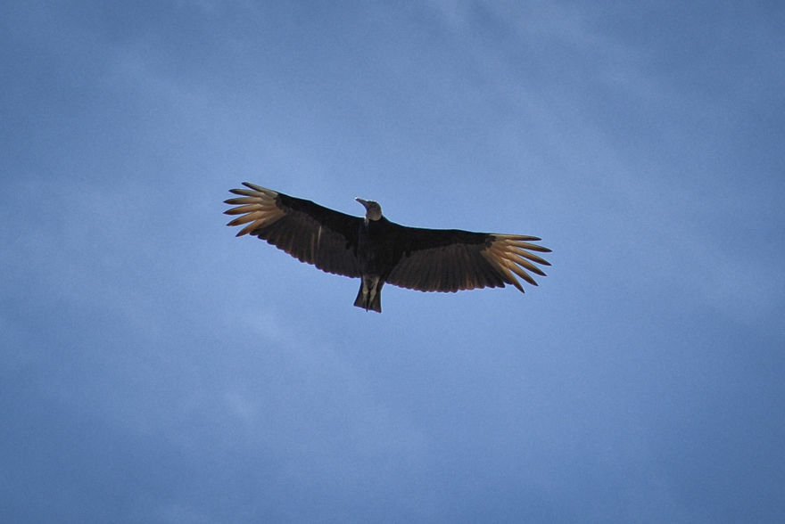 I Stood Next To These Amazing Birds Of Prey And Photographed Them To Tell Their Story I Stood Next To These Amazing Birds Of Prey And Photographed Them To Tell Their Story