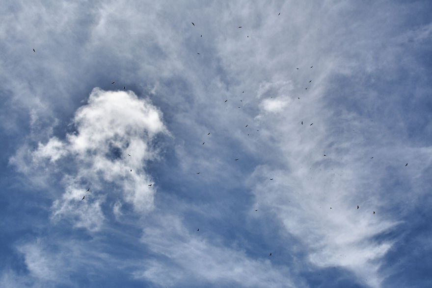 I Stood Next To These Amazing Birds Of Prey And Photographed Them To Tell Their Story I Stood Next To These Amazing Birds Of Prey And Photographed Them To Tell Their Story