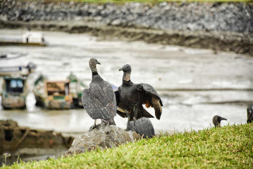 I Stood Next To These Amazing Birds Of Prey And Photographed Them To Tell Their Story I Stood Next To These Amazing Birds Of Prey And Photographed Them To Tell Their Story