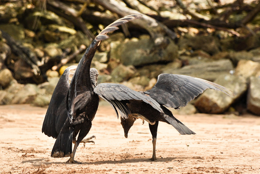 I Stood Next To These Amazing Birds Of Prey And Photographed Them To Tell Their Story I Stood Next To These Amazing Birds Of Prey And Photographed Them To Tell Their Story