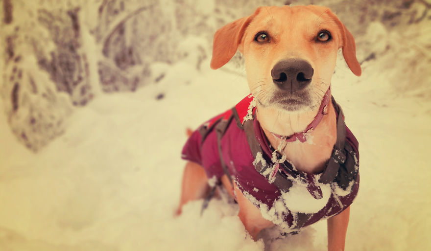 I Tested The Theory That Dogs Cover Double The Distance Their Owners Do When Out Walking