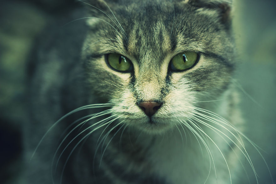 I Traveled To Georgia To Show It As It Is I Traveled To Georgia To Show It As It Is