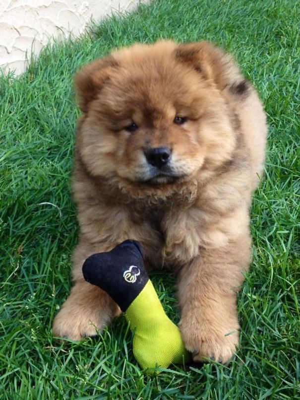 Our Chow Chow, Koda Bear!