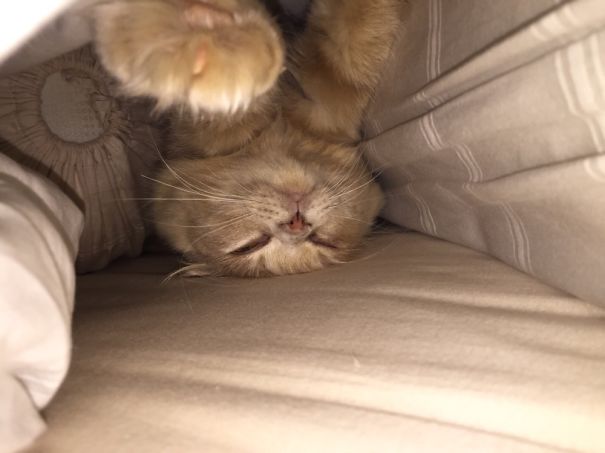 Sleeping On Her Head