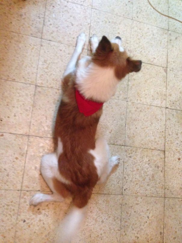 This How My Friend's Dog Sit