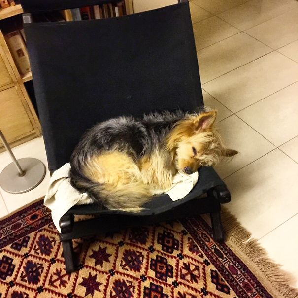 Supposed To Be Her Tv Chair, But Passes Out Regularly There...her Name Is Saira