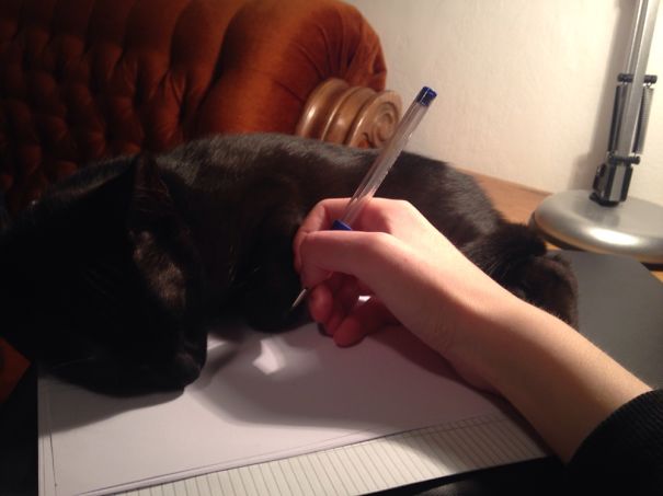 Yeah, That's The Best Place To Take A Nap!