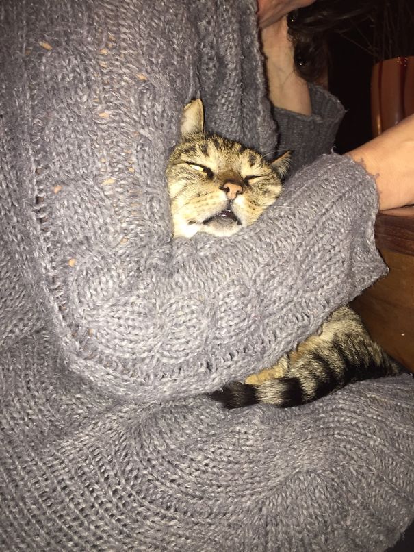 Simba Is Almost Asleep