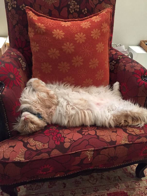 My Cat's Hard Life...