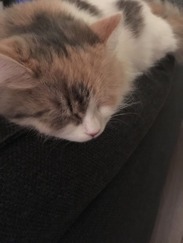 My Siberian Kitten Had A Long Day