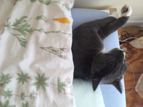 Moss Needs His Blanket!