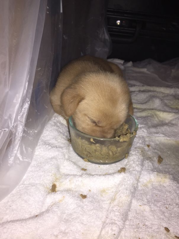 He Fell Asleep While He Was Eating Lolz