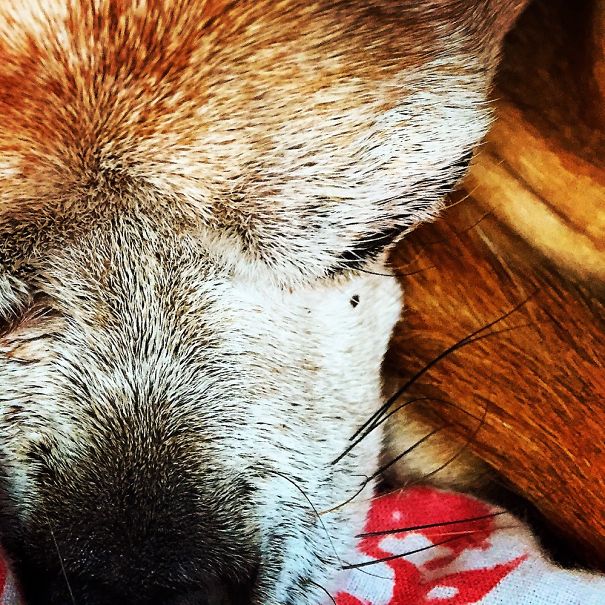 Quita Bonita Panchita Juanita Maloney-jarrin At 15 Peacefully Asleep