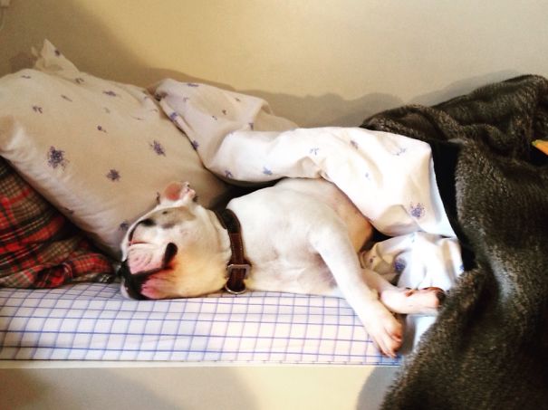 My Dog Thinks It's His Bed